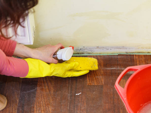 Trusted Temple, GA Mold Removal Experts